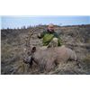 Image 1 : PROFIHUNT: 7-Day Altai Ibex Hunt for One Hunter in the Altai and Khakassia Republics of Russia - Inc