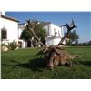 Image 1 : ESPACAZA JOSE MALLO: 4-Day Red Stag, Mouflon or Roe Deer Hunt for Two Hunters in Spain - Includes Tr