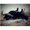 Image 6 : 10-DAY CAPE BUFFALO HUNT IN SOUTH AFRICA FOR 1 HUNTER