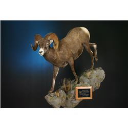 LIFE-SIZE NORTH AMERICAN SHEEP MOUNT