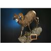 LIFE-SIZE NORTH AMERICAN SHEEP MOUNT