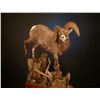 Image 2 : LIFE-SIZE NORTH AMERICAN SHEEP MOUNT