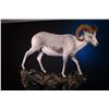 Image 3 : LIFE-SIZE NORTH AMERICAN SHEEP MOUNT
