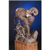 Image 4 : LIFE-SIZE NORTH AMERICAN SHEEP MOUNT