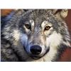 Image 2 : WOLF HIDE FOR HUNTING HERITAGE