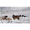 Image 3 : WOLF HIDE FOR HUNTING HERITAGE