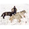 Image 2 : 7-DAY WINTER PREDATOR HUNT IN ALASKA FOR 1 HUNTER