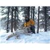 Image 6 : 7-DAY WINTER PREDATOR HUNT IN ALASKA FOR 1 HUNTER