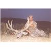 Image 13 : 2-DAY GUIDES CHOICE MANAGEMENT HUNT FOR MULE DEER FOR 1 HUNTER & 1 NON-HUNTER