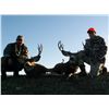 Image 3 : 2-DAY GUIDES CHOICE MANAGEMENT HUNT FOR MULE DEER FOR 1 HUNTER & 1 NON-HUNTER