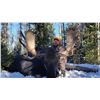 Image 3 : WYOMING GOVERNOR’S SHIRAS MOOSE LICENSE