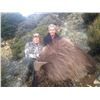 Image 8 : 5-DAY BULL TAHR HUNT FOR 2 HUNTERS
