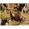 Image 2 : 4-DAY CANTABRIAN CHAMOIS HUNT FOR 1 HUNTER