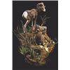 Image 3 : LIFE-SIZE NORTH AMERICAN WILD SHEEP MOUNT WITH HABITAT AND WOODEN BASE