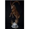 Image 4 : LIFE-SIZE NORTH AMERICAN WILD SHEEP MOUNT WITH HABITAT AND WOODEN BASE
