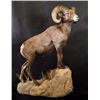 Image 6 : LIFE-SIZE NORTH AMERICAN WILD SHEEP MOUNT WITH HABITAT AND WOODEN BASE