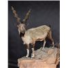 Image 9 : LIFE-SIZE NORTH AMERICAN WILD SHEEP MOUNT WITH HABITAT AND WOODEN BASE