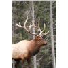 Image 8 : ALBERTA MINISTER’S SPECIAL ELK PERMIT