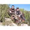 Image 2 : 4-DAY FREE RANGE IBERIAN MOUFLON SHEEP HUNT IN SPAIN FOR 1 HUNTER