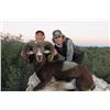 Image 4 : 4-DAY FREE RANGE IBERIAN MOUFLON SHEEP HUNT IN SPAIN FOR 1 HUNTER