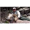 Image 16 : TAOS PUEBLO ROCKY MOUNTAIN BIGHORN SHEEP PERMIT
