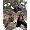 Image 3 : TAOS PUEBLO ROCKY MOUNTAIN BIGHORN SHEEP PERMIT
