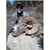 Image 7 : TAOS PUEBLO ROCKY MOUNTAIN BIGHORN SHEEP PERMIT