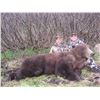 Image 2 : 10-DAY COASTAL ALASKAN BROWN BEAR HUNT ON CHICHAGOF ISLAND ABOARD A 50’ VESSEL
