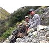 Image 6 : 5-DAY NEW ZEALAND HUNT FOR 2 HUNTERS INCLUDING THE TROPHY FEES AND TROPHY CREDIT AND AN AIRLINE TICK