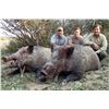 Image 3 : 4-DAY ANATOLIAN WILD BOAR HUNT FOR 2 HUNTERS OR 1 HUNTER AND 1 NON-HUNTER