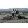 Image 4 : 4-DAY ANATOLIAN WILD BOAR HUNT FOR 2 HUNTERS OR 1 HUNTER AND 1 NON-HUNTER