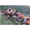 Image 7 : 4-DAY ANATOLIAN WILD BOAR HUNT FOR 2 HUNTERS OR 1 HUNTER AND 1 NON-HUNTER
