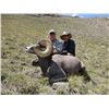Image 2 : NEW MEXICO ROCKY MOUNTAIN BIGHORN SHEEP PERMIT