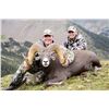 Image 8 : NEW MEXICO ROCKY MOUNTAIN BIGHORN SHEEP PERMIT