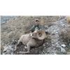 Image 11 : STATE OF MONTANA BIGHORN SHEEP LICENSE