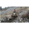 Image 9 : STATE OF MONTANA BIGHORN SHEEP LICENSE