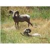 Image 8 : NEBRASKA GAME AND PARKS 2017 BIGHORN SHEEP TAG