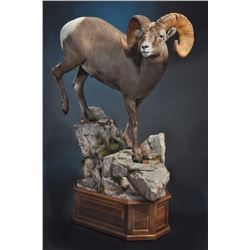 LIFE-SIZE WILD SHEEP MOUNT