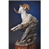 Image 2 : LIFE-SIZE WILD SHEEP MOUNT