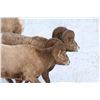 Image 2 : ALBERTA MINISTER’S SPECIAL BIGHORN SHEEP PERMIT