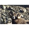 Image 8 : ALBERTA MINISTER’S SPECIAL BIGHORN SHEEP PERMIT