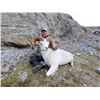 Image 2 : KLUANE FIRST NATION DALL’S SHEEP PERMIT