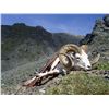 Image 8 : KLUANE FIRST NATION DALL’S SHEEP PERMIT