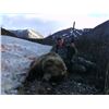 Image 8 : 7-DAY SPRING GRIZZLY BEAR HUNT FOR 1 HUNTER