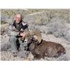 Image 2 : CHIHUAHUA DESERT BIGHORN SHEEP PERMIT