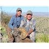 Image 8 : CHIHUAHUA DESERT BIGHORN SHEEP PERMIT
