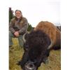 Image 6 : 8-DAY BISON HUNT IN BRITISH COLUMBIA WITH SIKANNI RIVER OUTFITTERS