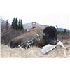 Image 7 : 8-DAY BISON HUNT IN BRITISH COLUMBIA WITH SIKANNI RIVER OUTFITTERS