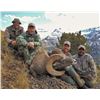 Image 8 : WYOMING ROCKY MOUNTAIN BIGHORN SHEEP LICENSE