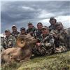 Image 2 : TAOS PUEBLO ROCKY MOUNTAIN BIGHORN SHEEP PERMIT